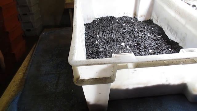 Разведение Дендробены. Приготовление субстрата и заселение коконов . смотреть онлайн