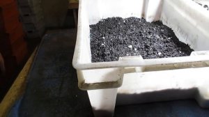 Разведение Дендробены.  Приготовление субстрата и заселение коконов .