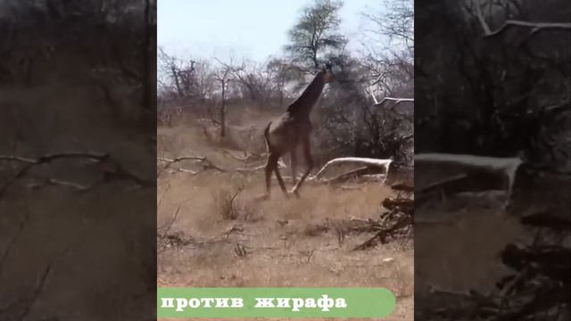 Охота гиен на жирафа #не смотреть онлайн