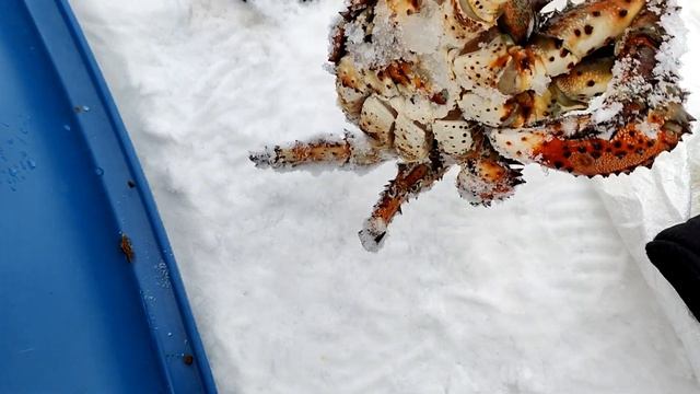 КРАБалка выходного дня. За крабом после землетрясения. смотреть онлайн