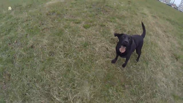 Игривый лабрадор Афина