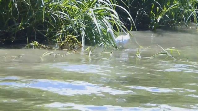 Costa Rica Land Tour -Puerto Limon Part II смотреть онлайн