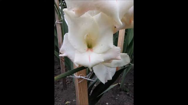Mieczyki#Gladole#Gladiolen#Gladioli#Gladiolus смотреть онлайн