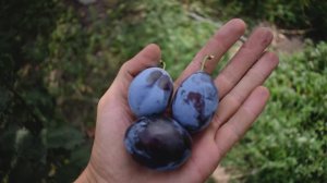 Слива Елена (сентябрь 2018) - Агро Сад