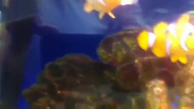 Крабик в Астре. Звезда Ютуба смотреть онлайн