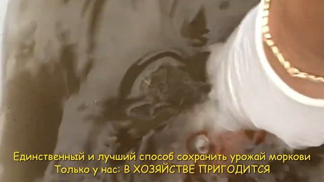 Единственный и лучший способ сохранить урожай моркови ??? смотреть онлайн