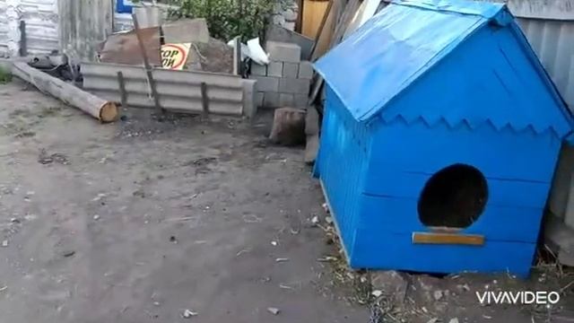 29 мая 2020 г. Дом для нашей найденной собаки смотреть онлайн