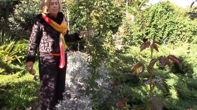 Хвойные в саду. Как укоренить черенки хвойных ? смотреть онлайн