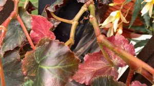 Как черенковать бегонию ампельную, как правильно выбрать черенок и укоренить на зиму