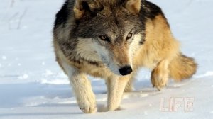 Опасная охота на волка зимой! Как не быть съеденным !Способы и секреты охоты на волка!