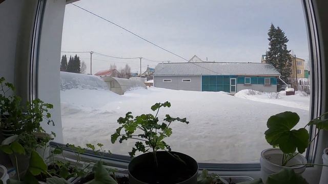 Огород на Крайнем Севере. Дела садовые. Подготовка к сезону 2022 смотреть онлайн