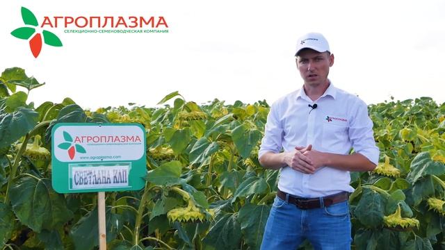 Гибрид подсолнечника СВЕТЛАНА КЛП - самый ранний гибрид системы Clearfield®Plus в России смотреть онлайн