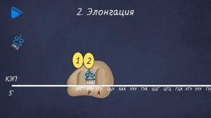 10 класс - Биология - Биосинтез белка