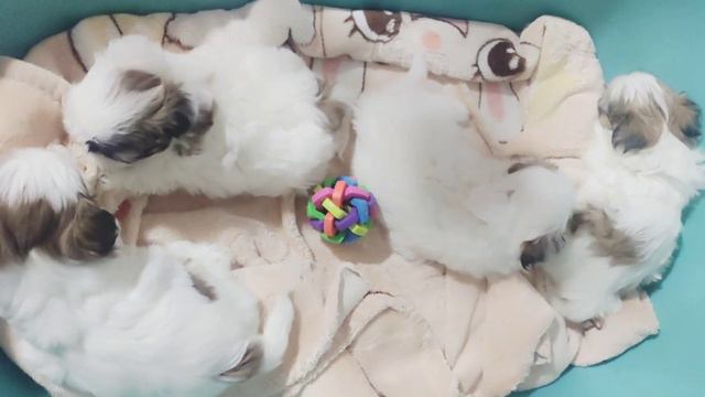 Щенкам ши-тцу 41 день 🤗/Shih Tzu Welpen sind 41 Tage alt #шитцу #украина смотреть онлайн