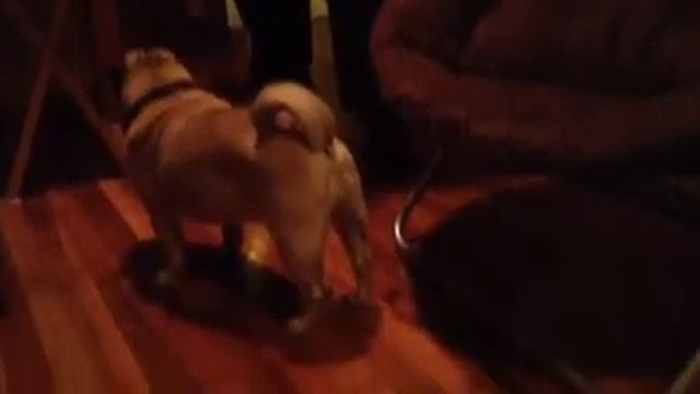 Pug madness part 1 смотреть онлайн