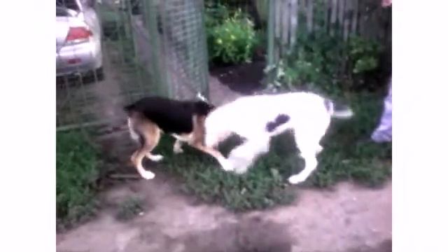 Собака друг человека! смотреть онлайн