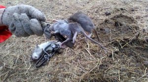 Охота на крыс пугает и продолжается.Две крысы в одном капкане.