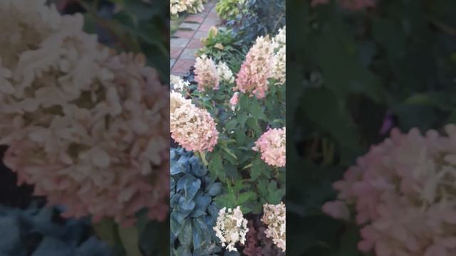 Гортензии в сентябре. 19.09.2023 смотреть онлайн