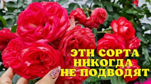 Мои СУПЕР РОЗЫ! Эти сорта НИКОГДА НЕ ПОДВОДЯТ