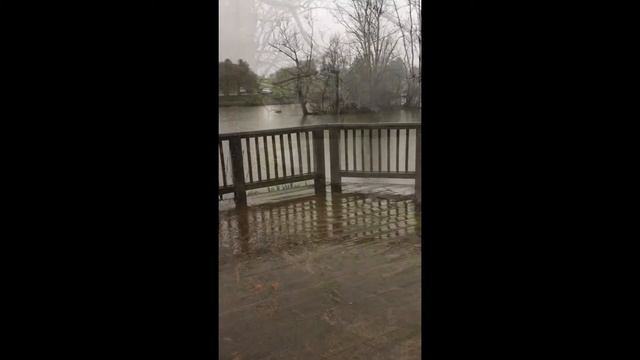 Rainy Day at the Duck Pond: One Minute Video Project смотреть онлайн