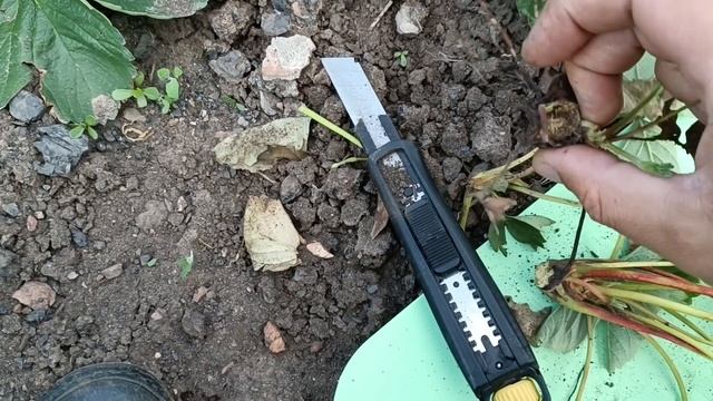 фитофтороз клубники наглядно, не совершайте глупые ошибки!!!!! смотреть онлайн