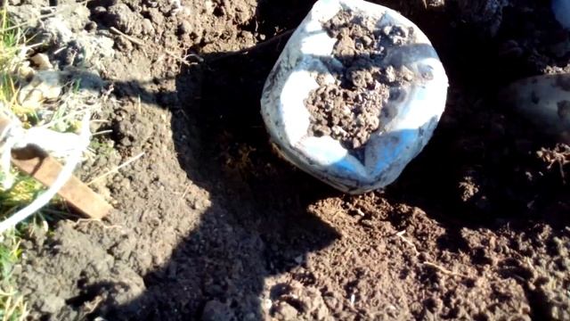 Как перезимовал молодой куст винограда. Как укрыть виноград. смотреть онлайн