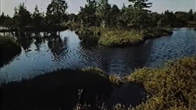 Школфильм - Природоведение - Болота 2000 года смотреть онлайн