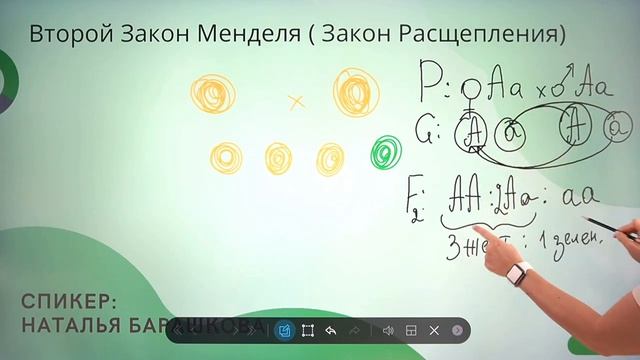 Как решать задачи на законы Менделя? смотреть онлайн