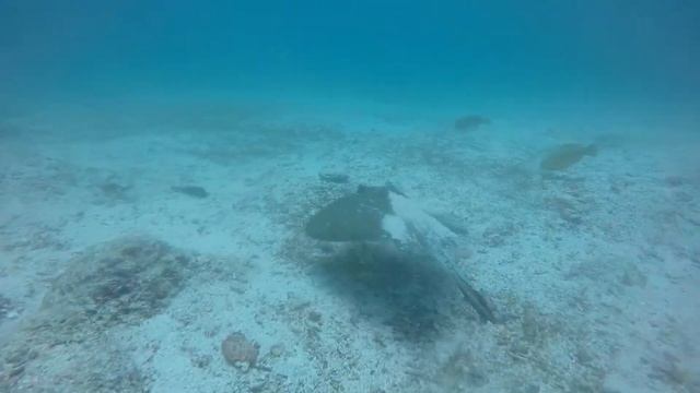 Galapagos Video Albatros Santa Cruz смотреть онлайн