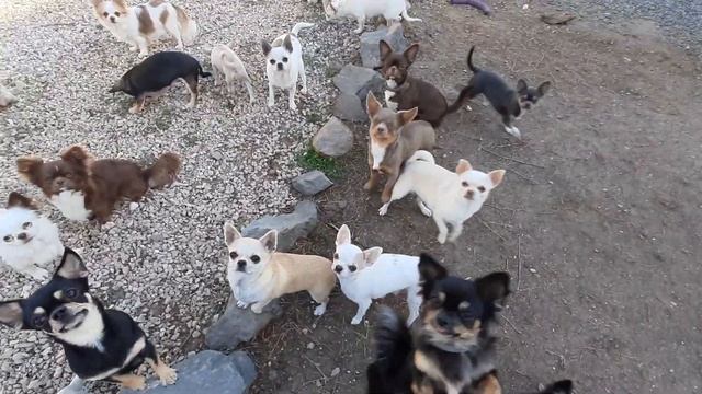 самые красивые и разные чихуахуа Кастропуло Крым Симферополь питомник собак в Крыму смотреть онлайн