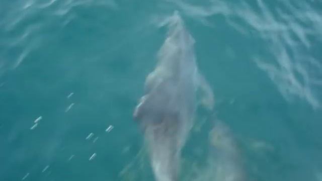 Дельфины в Черном море (Адлер) / Dolphins in Black Sea (Russia) смотреть онлайн
