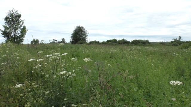 Ястребиная Славка 160613 2 в лопухах Биотоп день статика смотреть онлайн