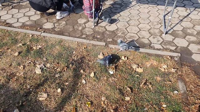Ессентуки 02.11.2020г. смотреть онлайн