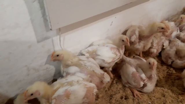 //Поросята типа Дюрок,новая квартира,ка выглядят свинки новосёлы,вес бройлера коб 500 в 22 дня// смотреть онлайн