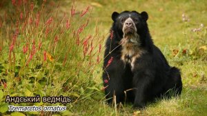 Тварини Південної Америки. Голоси та звуки. 4K Ultra HD