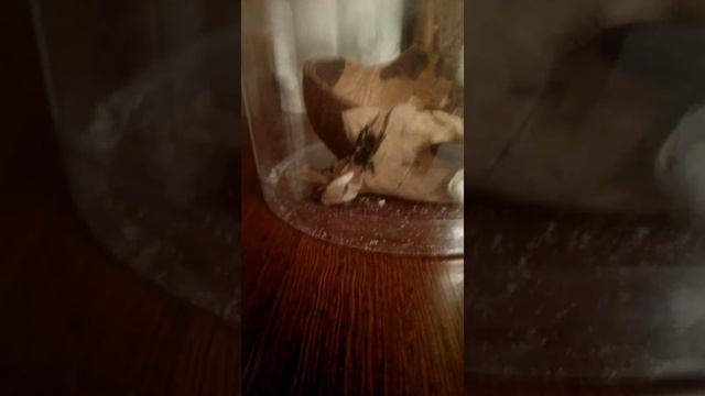 Линька сверчка