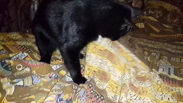 Кошачьи игры под одеялом) смотреть онлайн