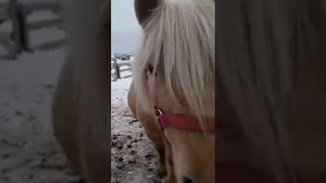 Ранчо Эталон. Жизнь в деревне. Уход за лошадьми и другими животными. смотреть онлайн