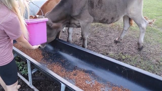 Last Night Routine Before having THE BARN! | Feeding All My Pets, Tack Haul, 40+ Cute Animals! смотреть онлайн