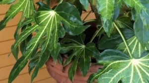 Посадка и пересадка Фатсии. Как правильно пересадить растение!