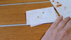 Антуриумы, выращивание из семян. посев семян антуриума.