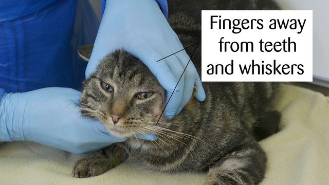 How to give your cat a pill by hand смотреть онлайн