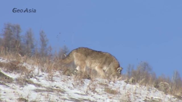 Wolf,  The Wolf Hunting Of The Rabbit