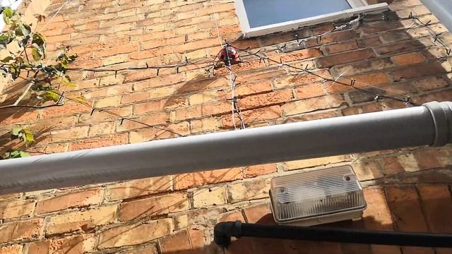 etoile de hollande rose new growth смотреть онлайн