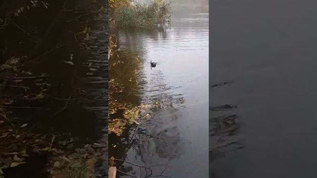 Ловля огромного сома осенью на спиннинг с лодки на Самаре! смотреть онлайн