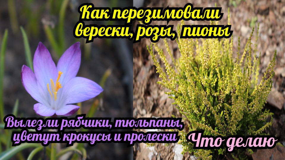 Как перезимовали розы, верески, пионы. Вылезли рябчики, тюльпаны, цветут крокусы и пролески..mp4 смотреть онлайн