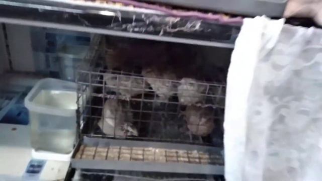 ПЕРЕПЕЛА В КВАРТИРЕ КАК УСТРОИТЬ смотреть онлайн