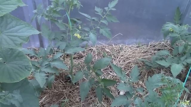 цветение помидоров и огурцов в теплице смотреть онлайн