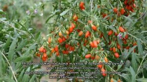 Ягода годжи: посадка и уход