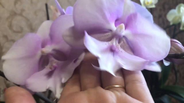 Давайте все проводим старый год смотреть онлайн